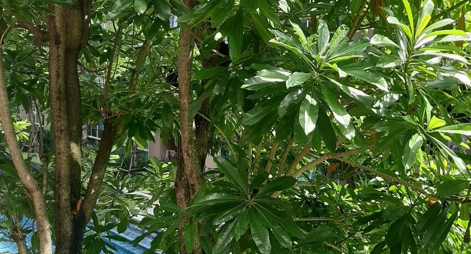 出售 1 卧室 公寓 在 Kathu, 普吉