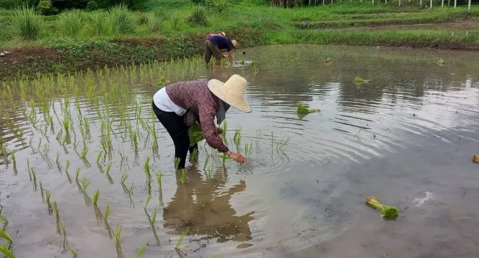 Grundstück zum Kauf in Mae Rim, Chiang Mai