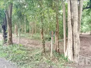 For sale land in San Pa Tong, Chiang Mai