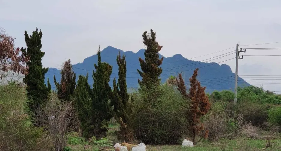 Grundstück zum Kauf in Pak Chong, Nakhon Ratchasima