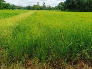 For sale land in Prang Ku, Sisaket