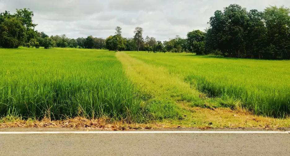 For sale land in Prang Ku, Sisaket