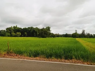 For sale land in Prang Ku, Sisaket