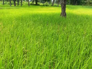 For sale land in Prang Ku, Sisaket