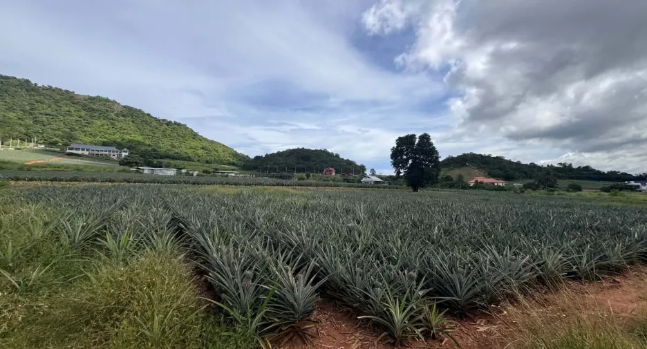 For sale land in Pran Buri, Prachuap Khiri Khan