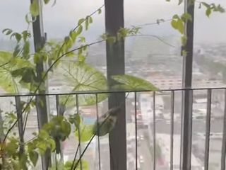 Condo en venta y en alquiler de 1 habitaciones en Bang Sue, Bangkok
