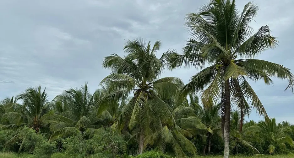 Grundstück zum Kauf in Chaloem Phra Kiat, Nakhon Si Thammarat