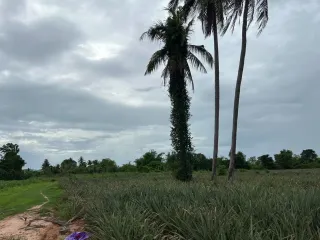 出售 土地 在 华欣, 班武里府