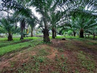 ขาย ที่ดิน ใน เหนือคลอง, กระบี่