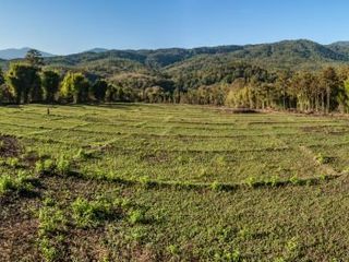 出售 土地 在 Mae Rim, Chiang Mai