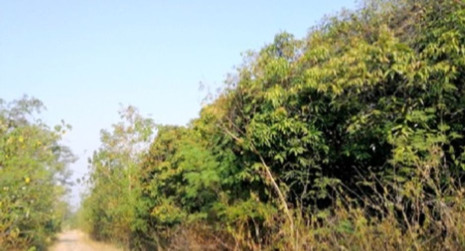 ขาย ที่ดิน ใน หนองไผ่, เพชรบูรณ์