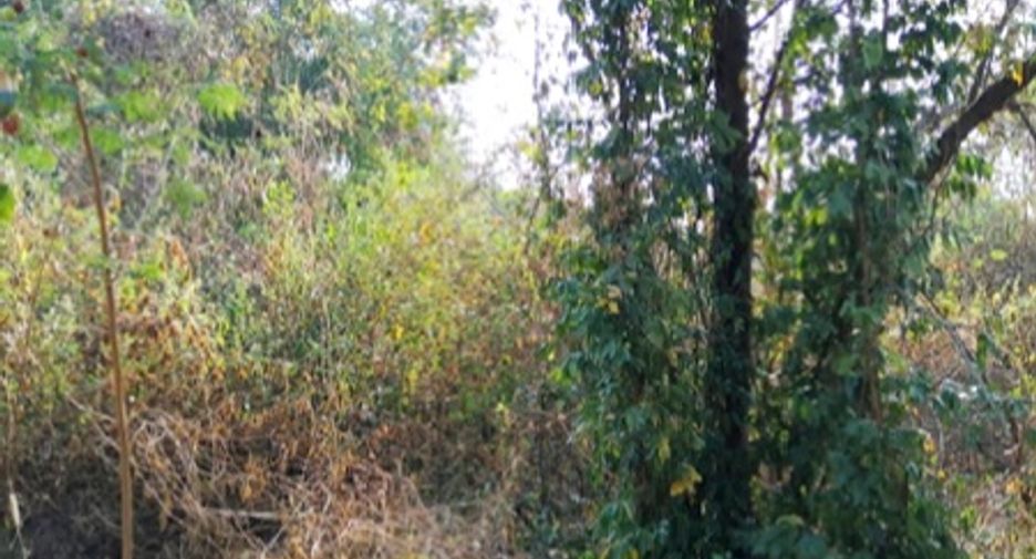 ขาย ที่ดิน ใน หนองไผ่, เพชรบูรณ์