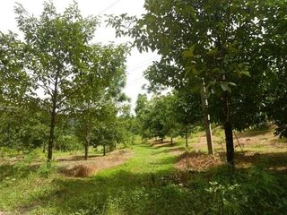 For sale land in Thung Song, Nakhon Si Thammarat