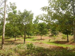 For sale land in Thung Song, Nakhon Si Thammarat