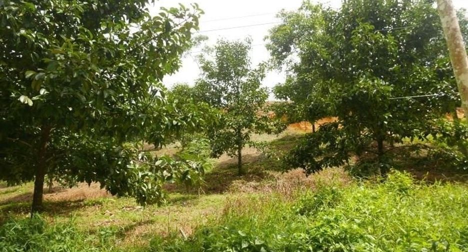 For sale land in Thung Song, Nakhon Si Thammarat