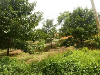 For sale land in Thung Song, Nakhon Si Thammarat