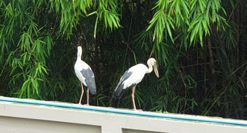 Casa en venta de 3 habitaciones en Bang Lamung, Chonburi