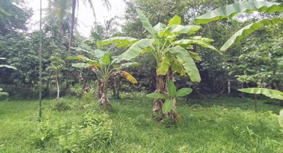 For sale land in Kapho, Pattani
