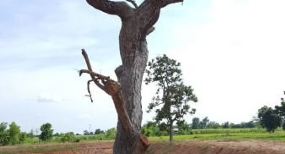For sale land in Khok Pho, Khon Kaen