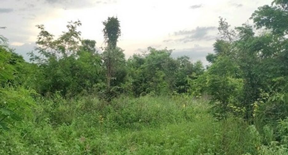 出售 土地 在 Chok Chai, Nakhon Ratchasima