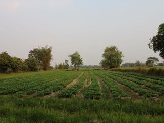 For sale land in Mueang Sakon Nakhon, Sakon Nakhon