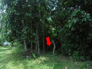 出售 土地 在 Kapho, Pattani