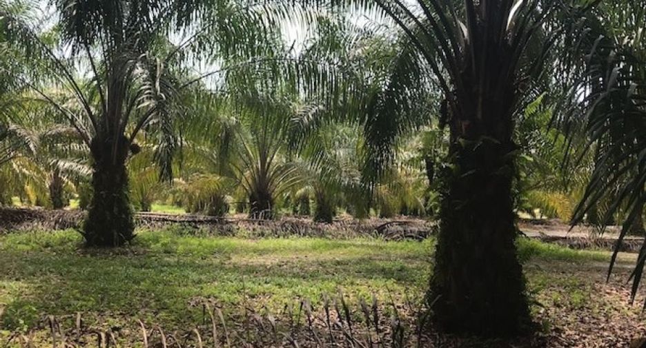 Grundstück zum Kauf in Thai Mueang, Phang Nga