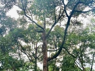 ขาย ที่ดิน ใน เมืองระยอง, ระยอง
