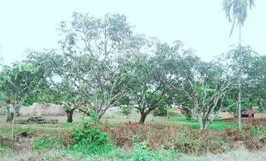 For sale land in Klaeng, Rayong