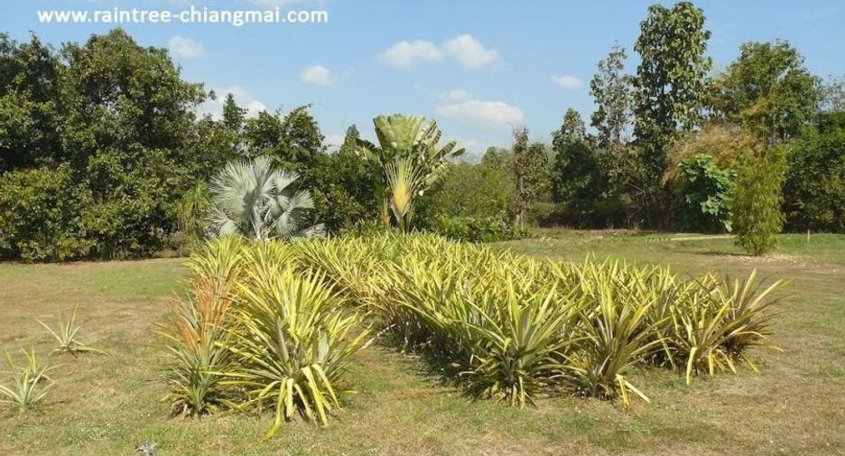 Grundstück zum Kauf in Hang Dong, Chiang Mai