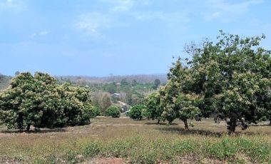 Grundstück zum Kauf in Mae Rim, Chiang Mai