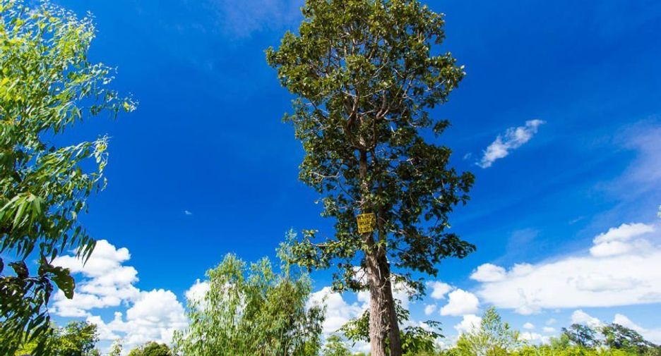 For sale land in Samrong, Ubon Ratchathani