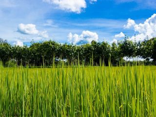 For sale land in Samrong, Ubon Ratchathani