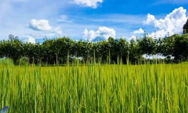 For sale land in Samrong, Ubon Ratchathani