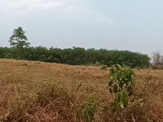 For sale land in Pong, Phayao