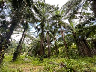 Terreno en venta en Takua Thung, Phang Nga