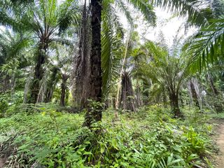 Terreno en venta en Takua Thung, Phang Nga