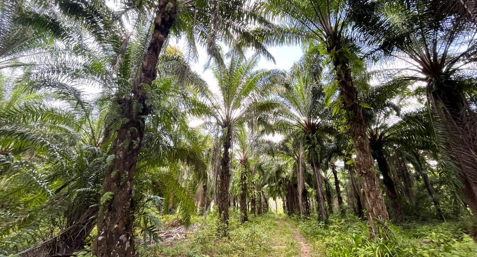 For sale land in Takua Thung, Phang Nga