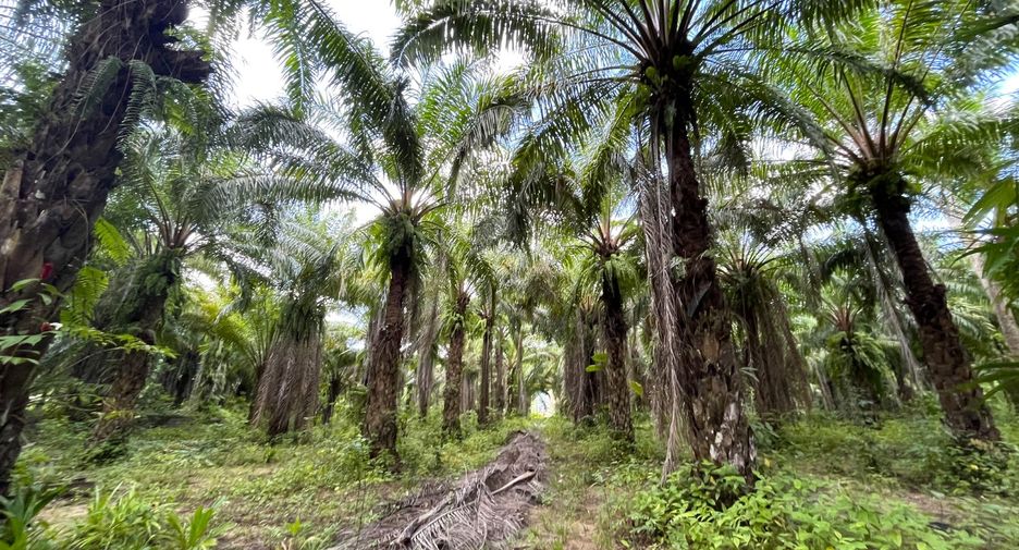 For sale land in Takua Thung, Phang Nga