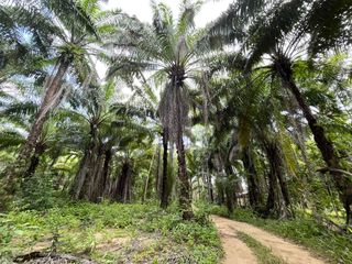Terreno en venta en Takua Thung, Phang Nga