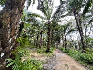 Terreno en venta en Takua Thung, Phang Nga