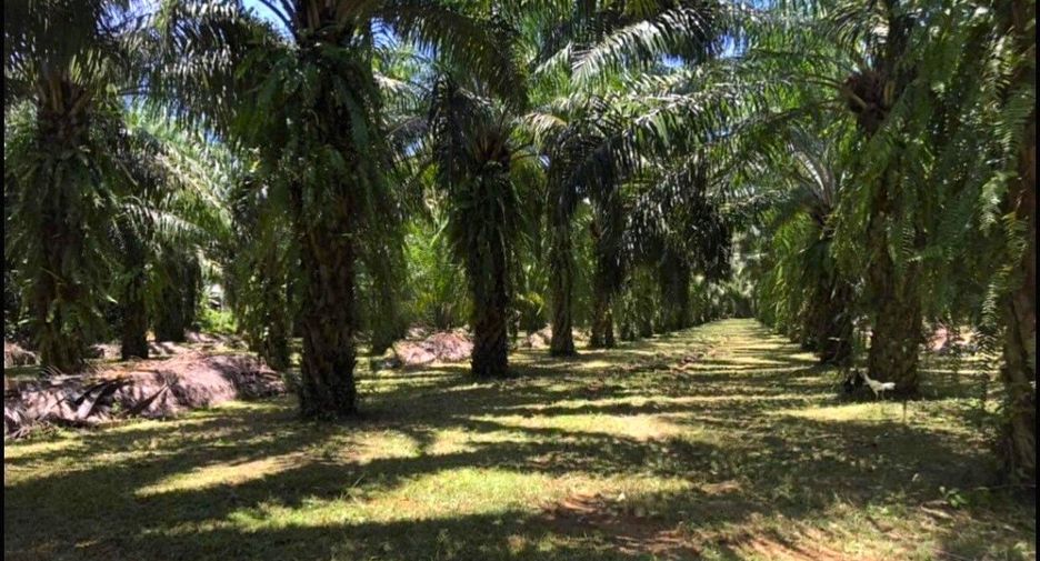 出售 土地 在 Takua Pa, Phangnga