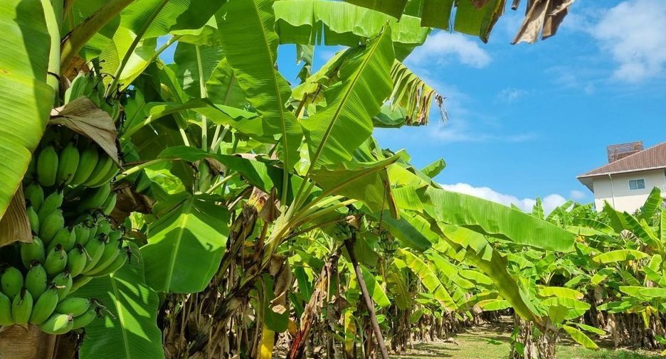For sale land in Mueang Chiang Mai, Chiang Mai