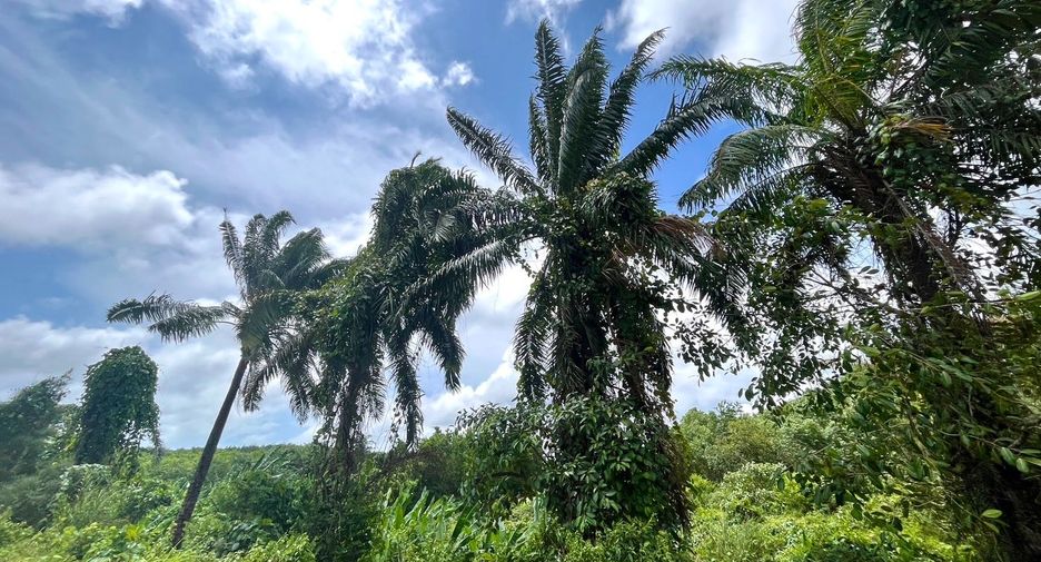 Grundstück zum Kauf in Thai Mueang, Phang Nga