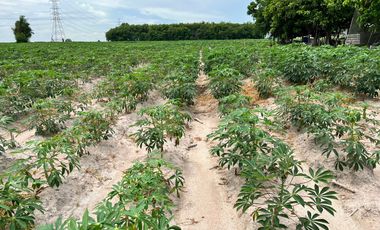 For sale land in Nikhom Phatthana, Rayong