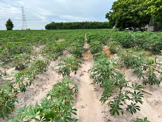 For sale land in Nikhom Phatthana, Rayong
