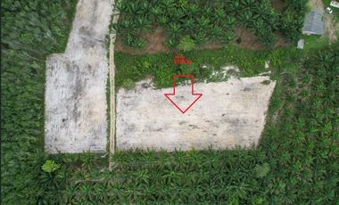 For sale land in Nopphitam, Nakhon Si Thammarat