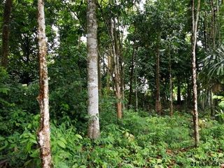 出售 土地 在 Kapho, Pattani