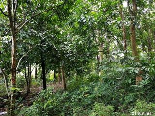 出售 土地 在 Kapho, Pattani