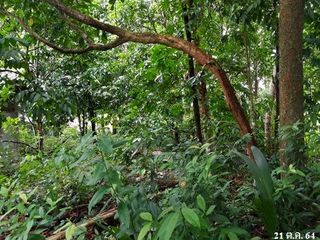 出售 土地 在 Kapho, Pattani